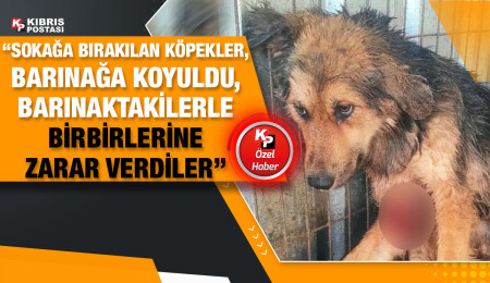 Akdoğan Hayvan Barınağı’ndan gelen görüntüler tepki çekti