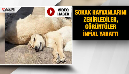 Alsancak’ta köpekleri zehirlediler!