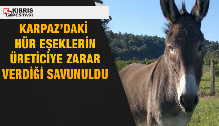 Fırat Borak: Karpaz halkı, 40 yıldır aynı sorunu konuşmaktan usandı
