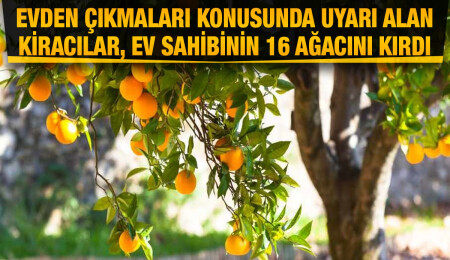 Lefke'de ev sahibine sinirlenen kiracılar, 15 adet narenciye ağacı ve 1 adet ceviz ağacını kırdı