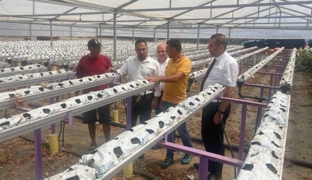 Hüseyin Çavuş, Lefke bölgesindeki üreticileri ziyaret etti