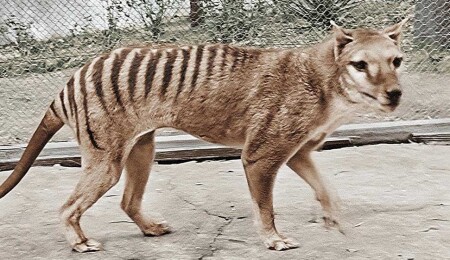 Bilim insanları, 130 yıl önce nesli tükenen bir türün RNA'sını ilk kez inceledi