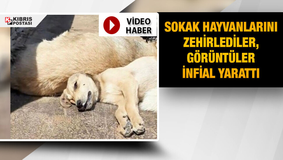 Alsancak’ta köpekleri zehirlediler!