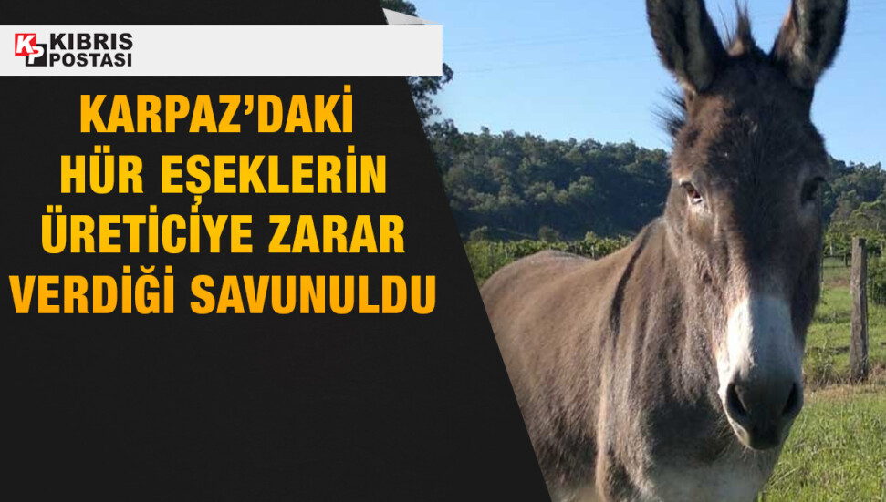Fırat Borak: Karpaz halkı, 40 yıldır aynı sorunu konuşmaktan usandı