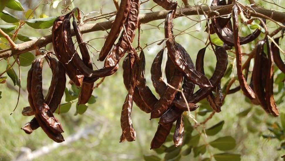 İskele’de harnup hasadı 14 Ağustos olarak değişti