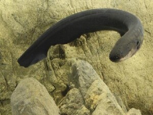 Avustralya'da 15 deniz yılanının kıyıya vurduğu tespit edildi