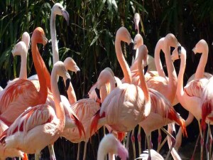 Kıbrıs’ta flamingo sayısı son 12 yılda yüzde 14-31 azaldı