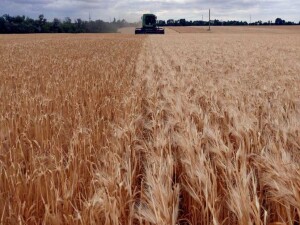 Ziraat Mühendisleri Odası’ndan “Gıda Güvenliği İçin Akıllı Böcekler İş Başında” semineri