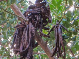 Üreticilere harnup için destek primi ödendi