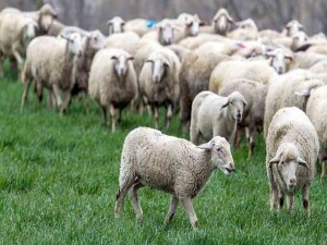 Küçükbaş Hayvan Başı Destek ödemeleri devam etti
