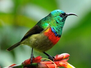 Ayluga Sulak Alanı’nda Dünya Göçmen Kuşlar Günü etkinliği düzenlenecek