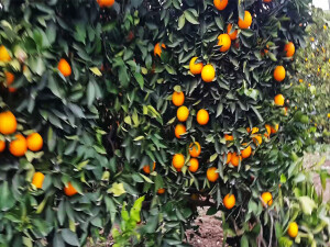 Rekor sıcaklar Çukurova'da narenciye ürünlerini yaktı: 1929'dan bu yana en yüksek seviye!