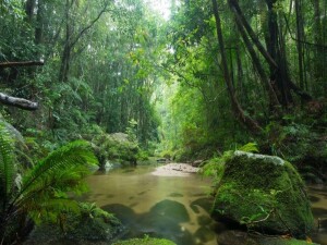 Avustralya’nın tropikal ormanları artık emdiğinden fazla karbondioksit üretiyor