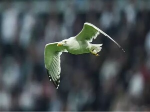 Beşiktaş maçında sahaya martı girdi: Seba'nın "Martı olarak yanınıza geleceğim" sözü hatırlandı