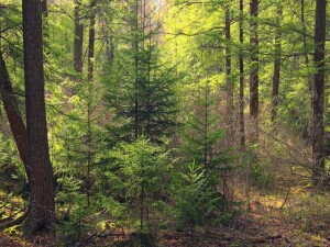 Doğa Dostları grubu, 22 Haziran Cumartesi günü şiir etkinliği düzenleyecek