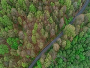 Türkiye, orman varlığını en çok artıran ülkeler arasında dördüncü sırada