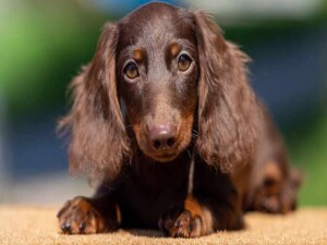 Güney Kıbrıs'ta Hayvan Partisi’nden “yemek için kedi ve köpek yakalıyorlar” şikayeti