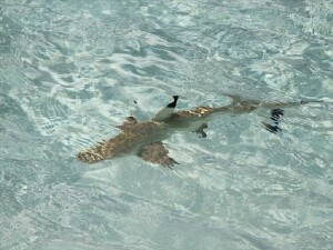 Avustralya'da köpek balığı saldırısı sonucu bir kişi hayatını kaybetti, bir kişi yaralandı