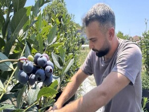 KKTC’deki öğrencilik yıllarında tadından etkilendiği yaban mersininin üreticisi oldu