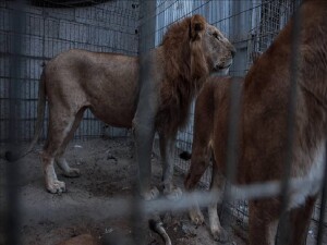 Brezilya'da hayvanat bahçesindeki aslan kafesine giren ziyaretçi, aslan saldırısında öldü