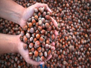 Karadeniz'de Nutella açmazı: Fiyatlar iki katına çıktı, fındık alımları durduruldu