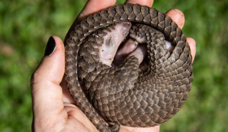 Nesli tükenmekte olan pangolinlerin yeni bir türü keşfedildi