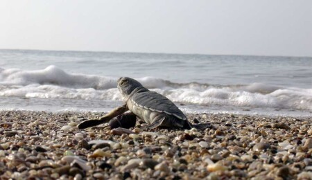 Tedavileri tamamlanan caretta carettalar denize bırakıldı