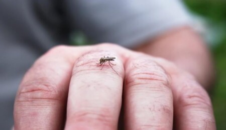 Araştırmacılar sinekleri uyuşturucu bağımlısı yapmak için genetiklerini değiştirdi