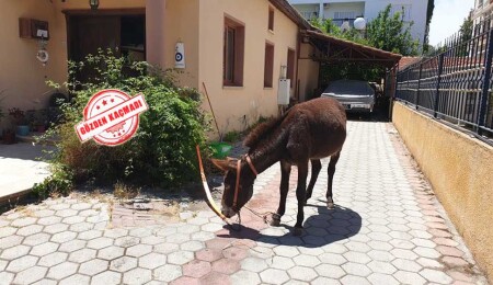 Lefkoşa Köşklüçiftlik'in yeni misafiri