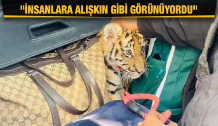 Bir Meksika haberi: Lüks aracın bagajından 4 silah, 98 mermi ve bir yavru kaplan çıktı!