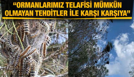 KEMA Vakfı: Çam kese böceği mücadelesinin kesintiye uğraması ile 23 bin hektar orman alanı tehdit altında