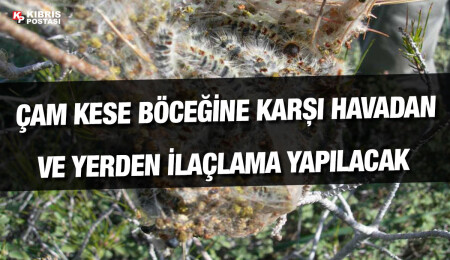 Güney Kıbrıs’ta çam kese böceği ile mücadele programı hazır