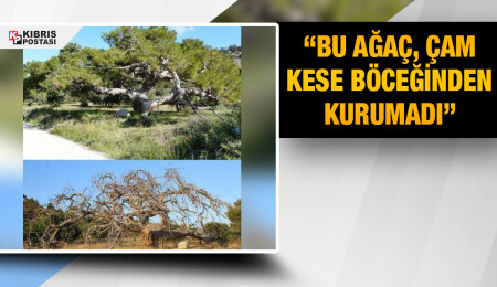 Sosyal medyada gündem olmuştu… Kemal Basat: Bu ağaç çam kese böceğinden kurumadı