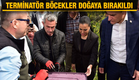 Çam kese böceklerine karşı terminatör böcekler doğaya bırakıldı