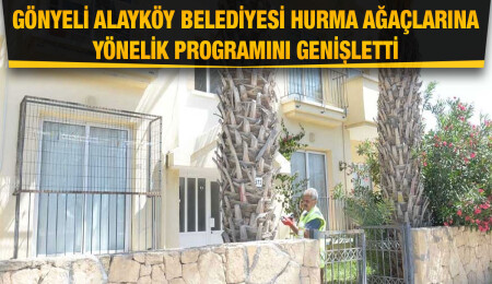 Gönyeli Alayköy Belediyesi, hurma ağaçlarının bakım çalışmasına Alayköy ve Yılmazköy’ü de dahil etti