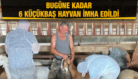 Mandıralarda çiçek hastalığına karşı koruyucu aşı yapımına başlandı