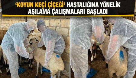 Gazimağusa’da 5 bin 710 küçükbaş 'koyun keçi çiçeği' hastalığına karşı aşılandı