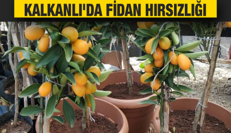 Kalkanlı’da başkasına ait 19 adet fidanı çalan kişi tutuklandı