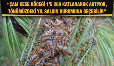 KEMA: Geçen yıldan daha yoğun bir çam kese böceği zararlısıyla karşı karşıyayız