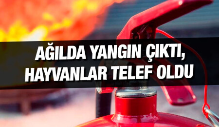 Gönyeli’de bir ağılda çıkan yangında hayvanlar telef oldu