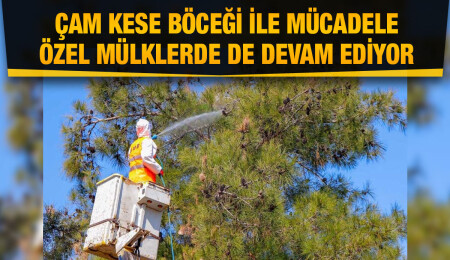 Gazimağusa’da çam kese böceği ile mücadele devam ediyor