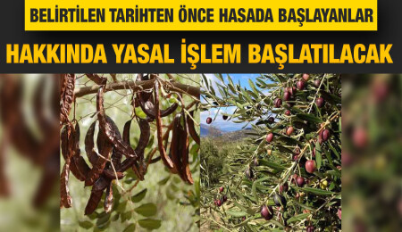 Lefke'de harup hasadı 16 Ağustos, zeytin hasadı 22 Ağutos'ta başlayacak