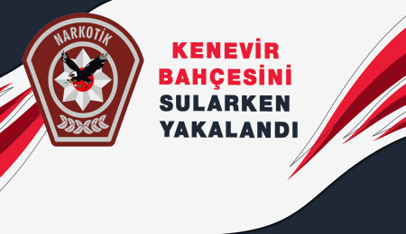 34 kök hintkeneviri ele geçirildi