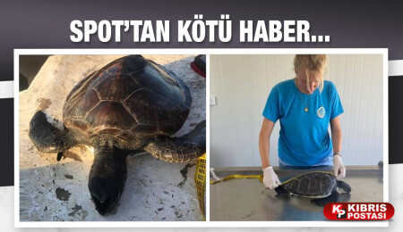 SPOT’tan kötü haber... Nesli tükenmekte olan yeşil kaplumbağa hayatını kaybetti