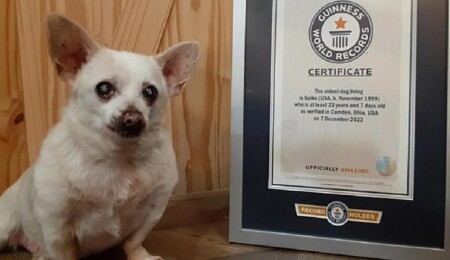 Otoparkta bulunan çivava, yaşayan en yaşlı köpek unvanını ele geçirdi