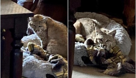 Ev sahibi, köpeğinin yatağının üstündeki "misafiri" görünce şaşkına döndü