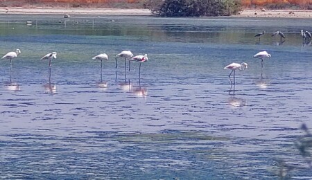Flamingoların suda girdaplar yaratarak avlandığı keşfedildi
