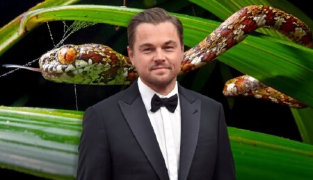 DiCaprio yeni keşfedilen yılan türüne en sevdiği kadının adını verdi