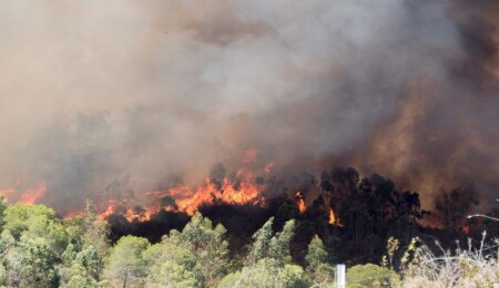 Electrical Fault Triggers Deadly Wildfire in Southeastern Region: Report