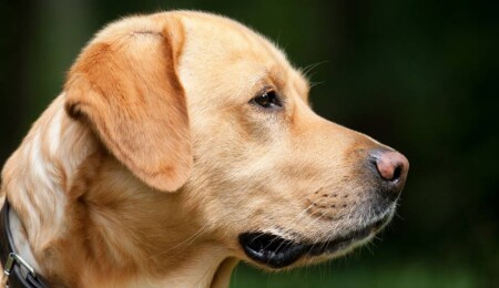 Ruhsatsız köpek gezdiren şahsa yasal işlem